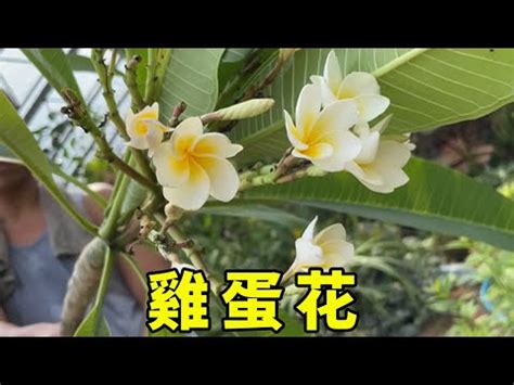 雞蛋花風水禁忌|【雞蛋花風水】雞蛋花風水：招財解厄，打造居家好運